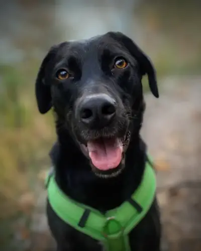 Ein schwarzer Hund mit glänzendem Fell und braunen Augen trägt ein leuchtend grünes Geschirr. Er sitzt draußen auf einem Weg und blickt mit offenem Maul in die Kamera, als würde er lächeln. Der Hintergrund ist verschwommen und weist Andeutungen von Gras und Kies auf.
