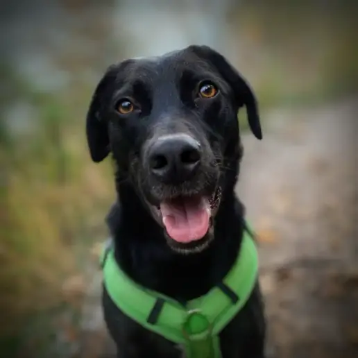Ein schwarzer Hund mit glänzendem Fell und braunen Augen trägt ein leuchtend grünes Geschirr. Er sitzt draußen auf einem Weg und blickt mit offenem Maul in die Kamera, als würde er lächeln. Der Hintergrund ist verschwommen und weist Andeutungen von Gras und Kies auf.