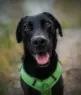 Ein schwarzer Hund mit glänzendem Fell und braunen Augen trägt ein leuchtend grünes Geschirr. Er sitzt draußen auf einem Weg und blickt mit offenem Maul in die Kamera, als würde er lächeln. Der Hintergrund ist verschwommen und weist Andeutungen von Gras und Kies auf.