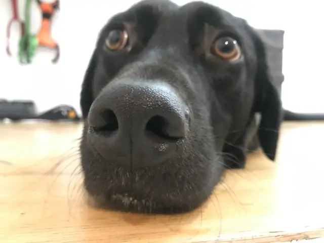 Nahaufnahme eines schwarzen Hundes, der mit gesenktem Kopf auf einem Holzboden liegt. Der Fokus liegt auf seiner Nase und seinen ausdrucksstarken braunen Augen. Der Hintergrund ist unscharf und zeigt einige hängende Gegenstände an der Wand.