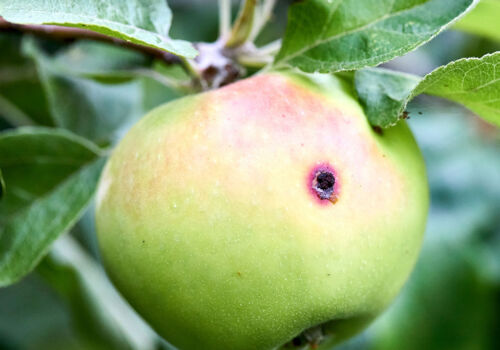 Eine Nahaufnahme eines grünen Apfels mit rötlicher Färbung, der von einem Ast hängt. Der Apfel weist einen kleinen dunklen Fleck auf der Oberfläche auf und ist von grünen Blättern umgeben.