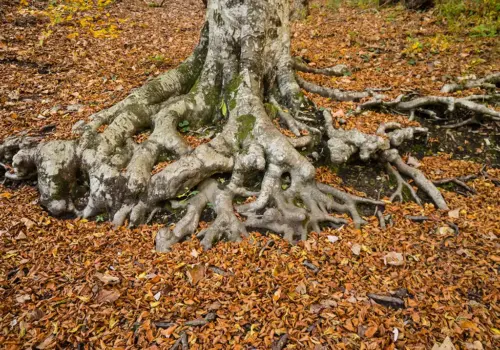 Ein großer Baum mit dicken, verdrehten Wurzeln, die über dem Boden liegen, umgeben von herabgefallenen Herbstblättern in einer Waldlandschaft - ein inspirierender Ort, um die Lernmotivation zu stärken und sich mit der Natur zu verbinden.