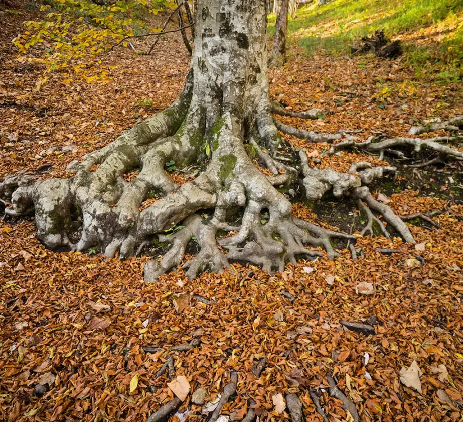 Ein großer Baum mit dicken, verdrehten Wurzeln, die über dem Boden liegen, umgeben von herabgefallenen Herbstblättern in einer Waldlandschaft - ein inspirierender Ort, um die Lernmotivation zu stärken und sich mit der Natur zu verbinden.