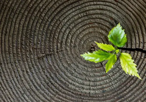 Aus der Mitte eines Baumstumpfes wächst eine kleine grüne Pflanze, die Neugier in der Personalentwicklung symbolisiert, umgeben von kreisförmigen Wachstumsringen auf der Holzoberfläche.