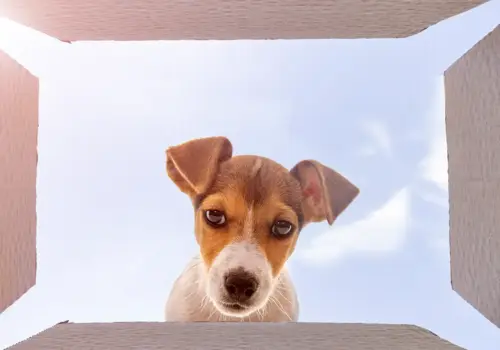 Ein kleiner braun-weißer Hund blickt von oben auf einen offenen Karton herab, mit einem blauen Himmel und Wolken im Hintergrund - er fängt die Neugier ein, als würde er Führung mit Haltung - Von Ken Blanchard & Yvon Chouinard lernen umarmen.