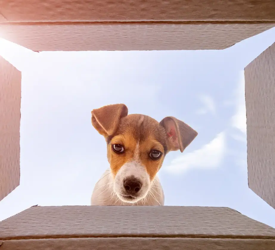 Ein kleiner braun-weißer Hund blickt von oben auf einen offenen Karton herab, mit einem blauen Himmel und Wolken im Hintergrund - er fängt die Neugier ein, als würde er Führung mit Haltung - Von Ken Blanchard & Yvon Chouinard lernen umarmen.